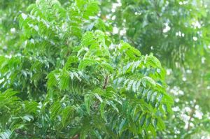 Dry Neem Leaves