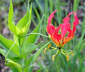 Gloriosa Superba Seeds