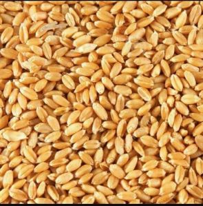 Lokwan Wheat Grain