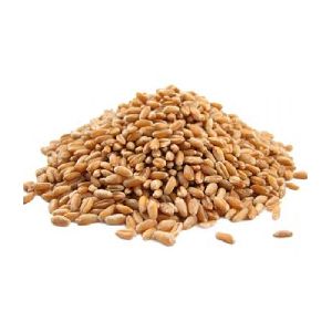 Premium Quality Wheat Grain