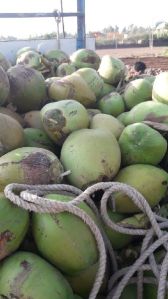 Green Coconut