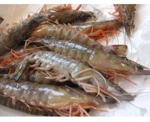 frozen shrimp fish