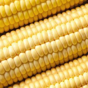 Corn