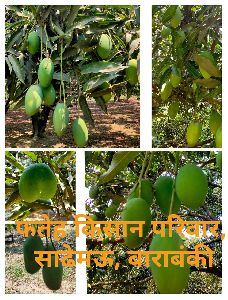 Dashari Mango