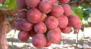 fresh red globe grapes