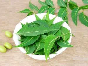 Neem Leaves