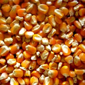 Natural Yellow Maize Seeds