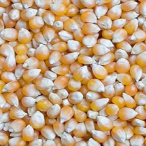 organic yellow maize seeds