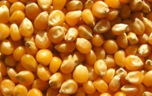 Pure Yellow Maize Seeds