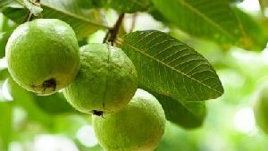 Lucknow 49 Guava fruit