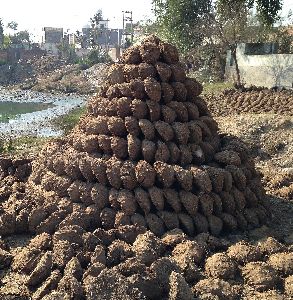 buffalo dung