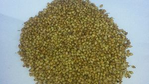 Coriander Seeds