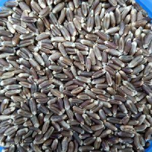 Black Wheat Grain