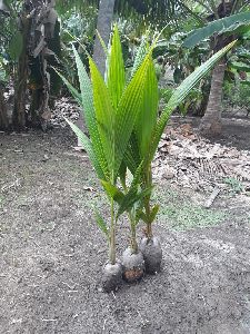 Coconut Seedling Plants ( Cocos Nucifera )