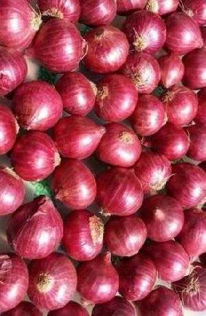 Fresh Dark Pink Onion