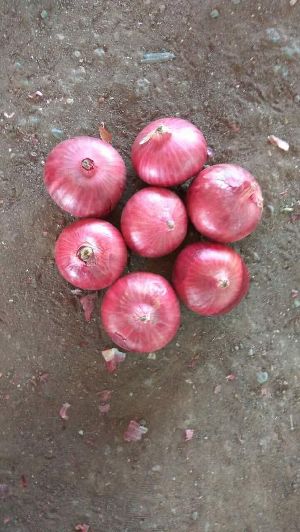 Fresh Dark Pink Onion