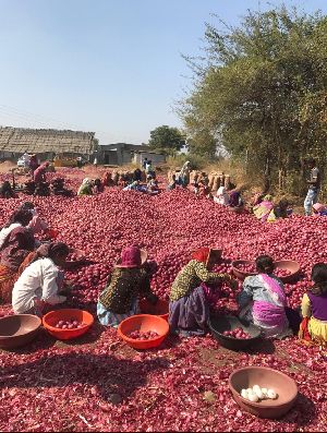 Fresh Dark Pink Onion