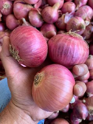 Fresh Dark Pink Onion