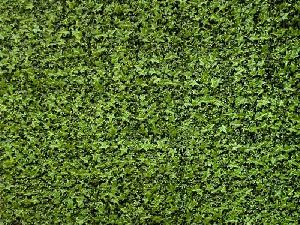 Artificial Green Wall