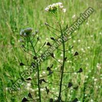 Shepherd Purse Herb