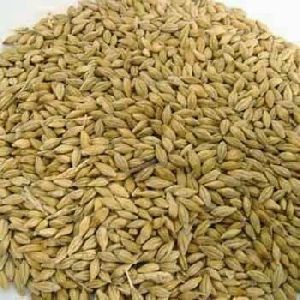 Barley Seeds