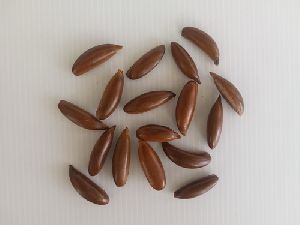 Mahua Seeds