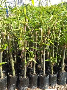 Brandisii Bamboo Plant