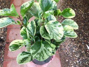 Peperomia Obtusifolia (Baby Rubber) Plant\'s