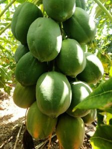 Papaya