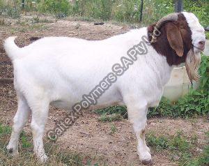 Live Boer Goats