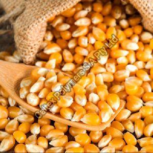 Yellow Corn Feed