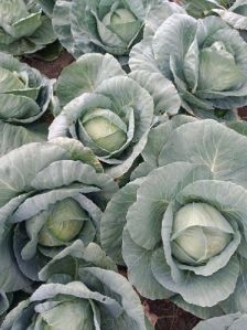 Green Cabbage