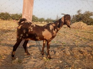 Shirohi female goat
