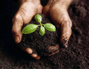 Agricultural Vermicompost