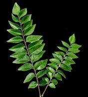 Curry Leaves