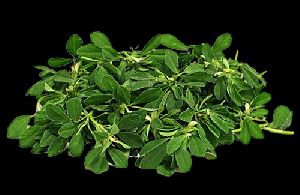 Fenugreek Leaves