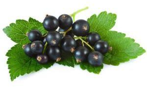 Fresh Blackcurrant