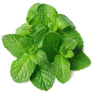 Fresh Mint Leaves