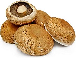 Fresh Portobello Mushroom