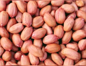 Groundnut Kernels