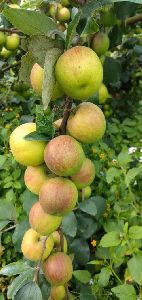 Kashmiri Apple Ber Plants