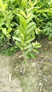 Khaja guava plants