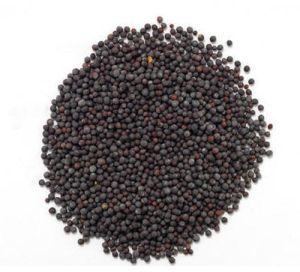 Mustard Seeds