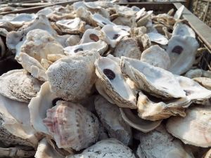 Oyster Shell