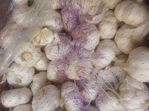 50mm Fresh Garlic