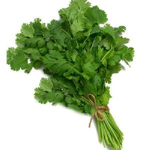 Fresh Coriander Leaves