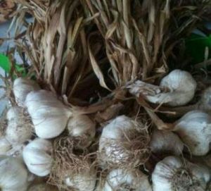 Fresh Hybrid Garlic