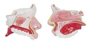 Model Of The Anatomical Nasal Cavity