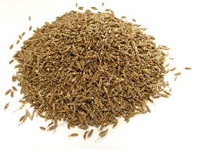 Cumin Seed