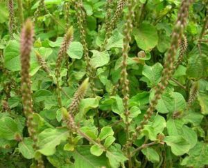 Achyranthes Aspera Leaves